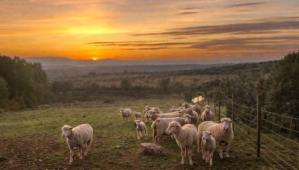 la mesonera Rebaño al atardecer