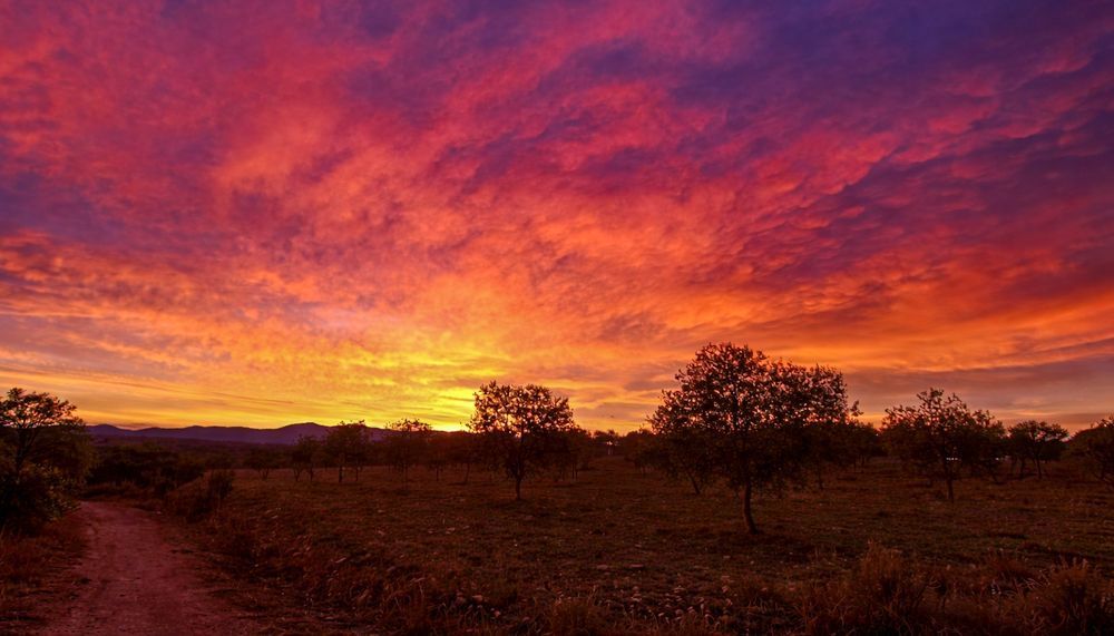 atardecer olivar casarural lamesonera atardecer olivar casarural lamesonera