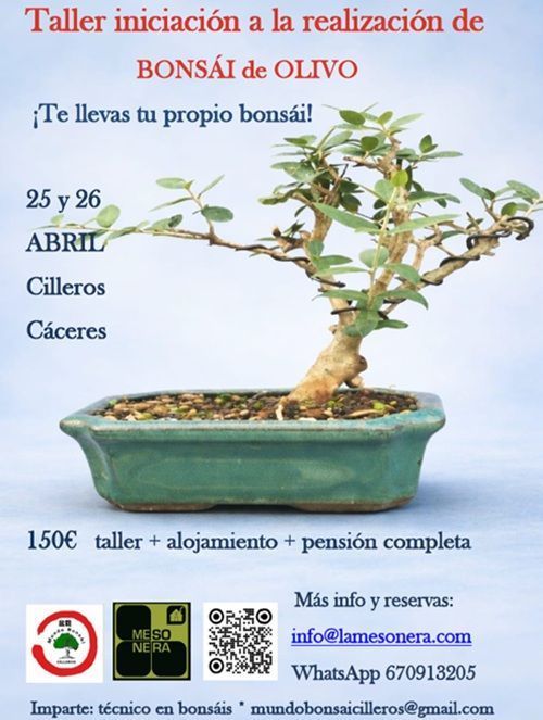 lamesonera curso bonsai de olivo 1